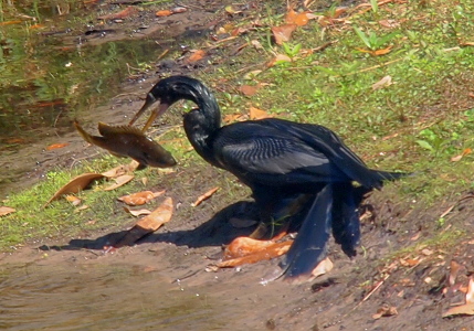 [The male (all black) anhinga stands at the water's edge holding with the tips of its bill a fish that seems nearly as long as its neck and definitely is wider than its neck.]